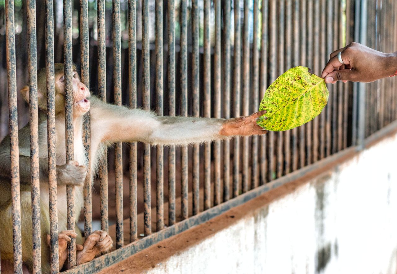 Services A monkey reaching through bars in a zoo to take a green leaf from a human hand.