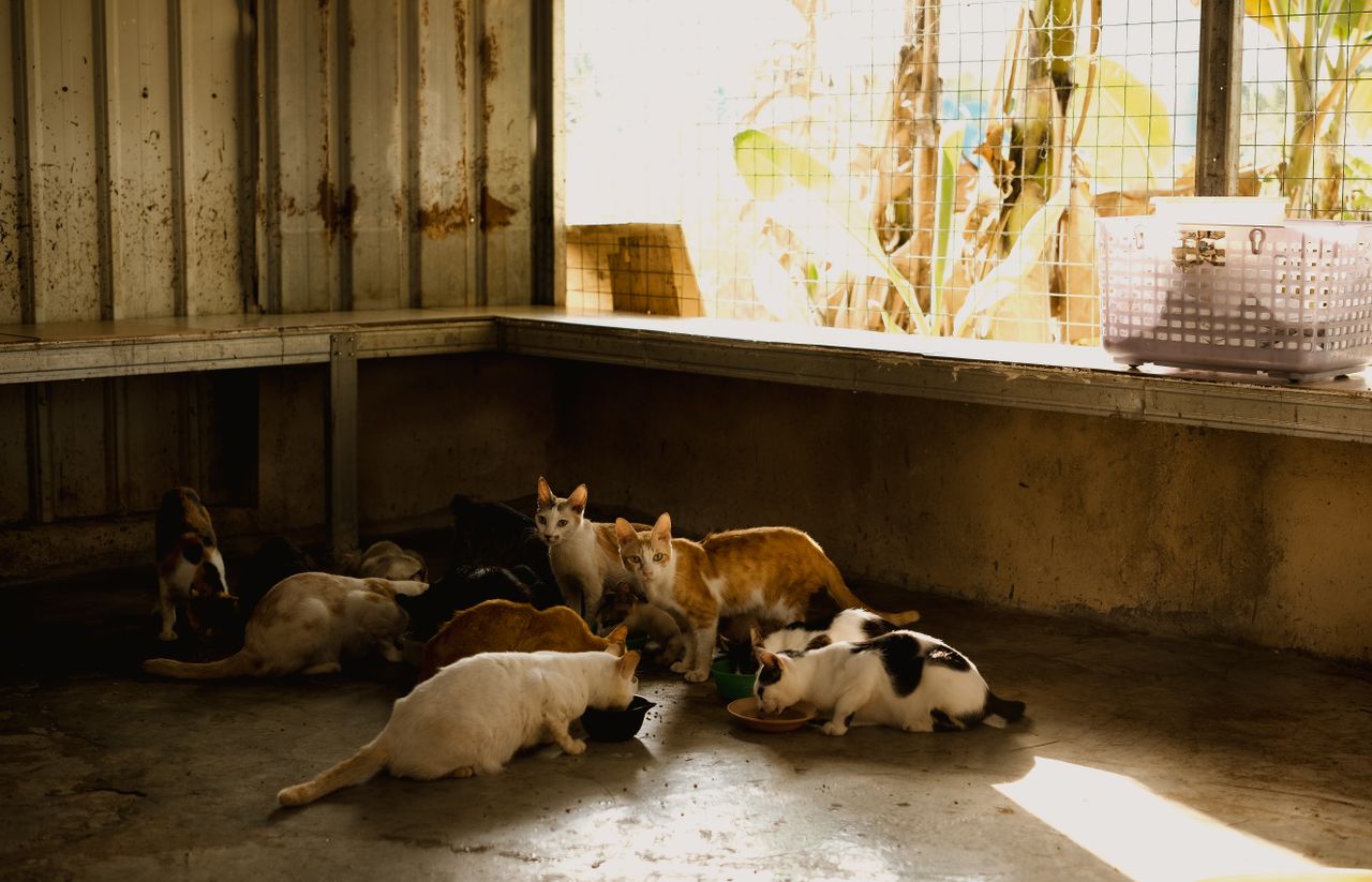 Group of cats eating in an indoor animal shelter with sunlight streaming through a window.