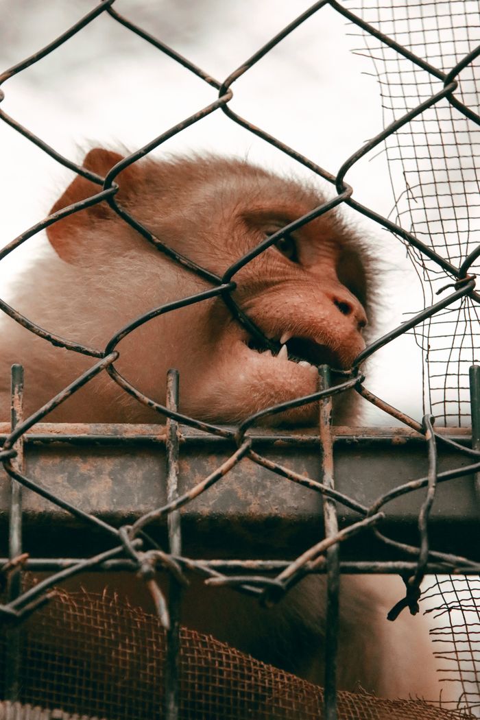 Services Close-up image of a monkey biting a wire fence, portraying captivity and animal behavior.