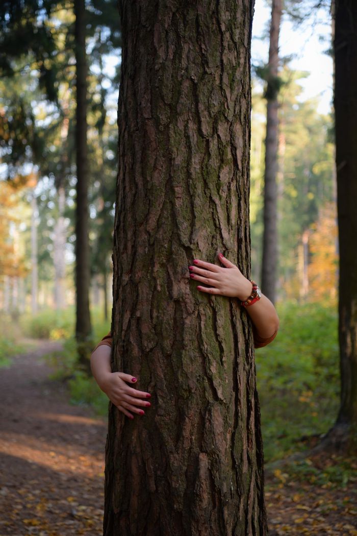 Services Hands embrace a tree trunk in a sunlit forest, symbolizing love for nature.