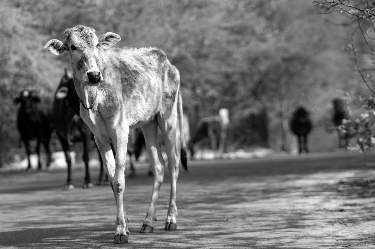 A black and white photo capturing a group of cows walking down a rural path surrounded by nature.