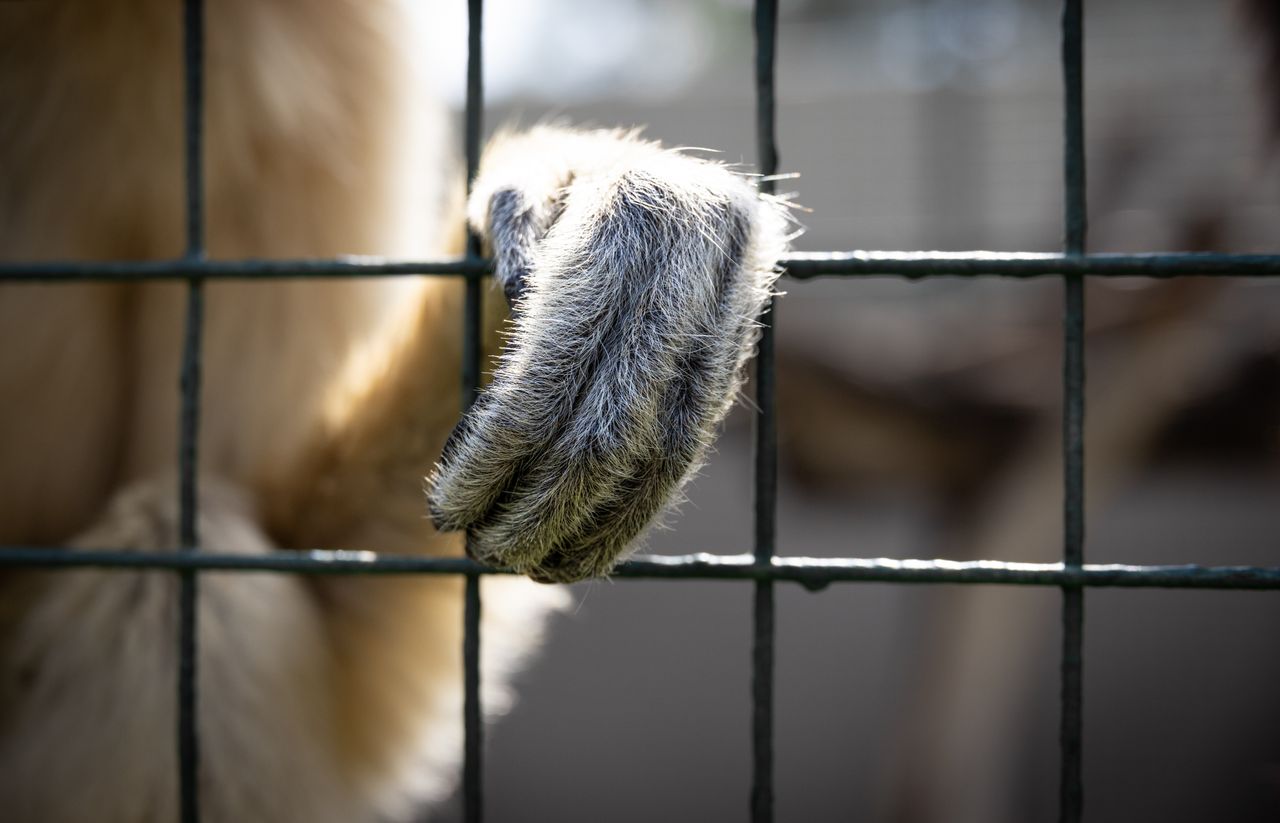 Services Detailed shot of a primate's hand grasping a cage, symbolizing captivity.