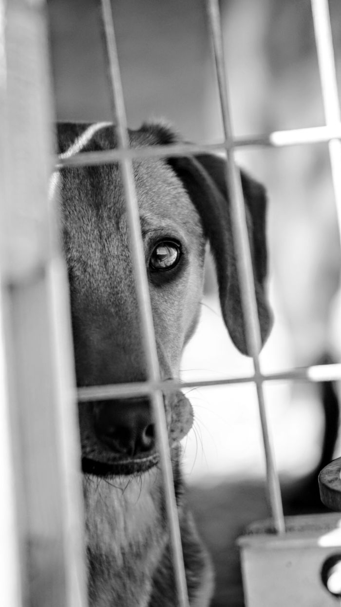 Captured in monochrome, the dog's expressive eyes peer through the cage bars.
